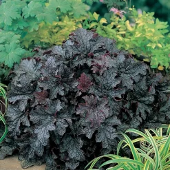 Planta Omnia Garden Alunrot Plum Pudding