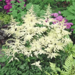 Planta Omnia Garden Astilbe Brautenschleier