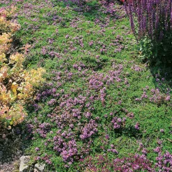 Planta Omnia Garden Backtimjan