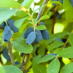 Planta Omnia Garden Blåbärstry