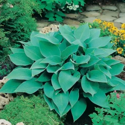 Planta Omnia Garden Blåfunkia Halcyon