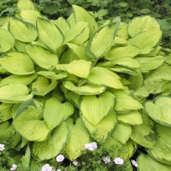 Planta Omnia Garden Blomsterfunkia Gold Standard