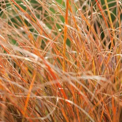 Planta Omnia Garden Brandstarr Prairie Fire