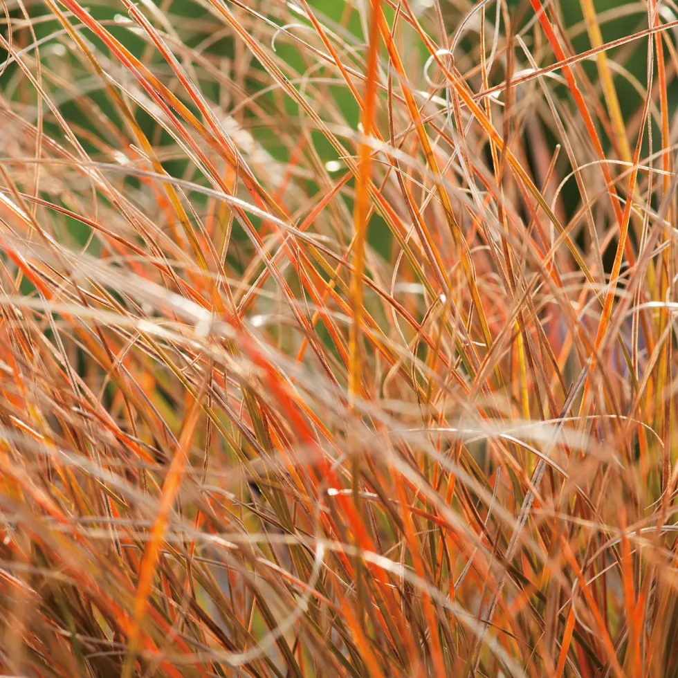 Planta Omnia Garden Brandstarr Prairie Fire
