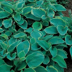 Planta Omnia Garden Daggfunkia Sieboldiana Frances Williams
