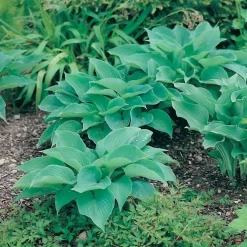 Planta Omnia Garden Daggfunkia Sieboldiana