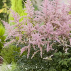 Planta Omnia Garden Fjäderastilbe Sprite