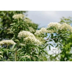 Planta Omnia Garden Fläder Bålsta 20-40cm