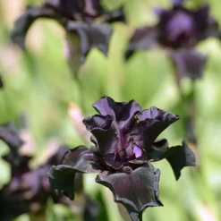 Planta Omnia Garden Fläder Bålsta 20-40cm