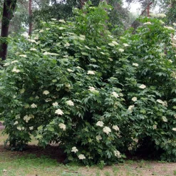 Planta Omnia Garden Fläder Bålsta 20-40cm