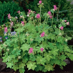 Planta Omnia Garden Flocknäva