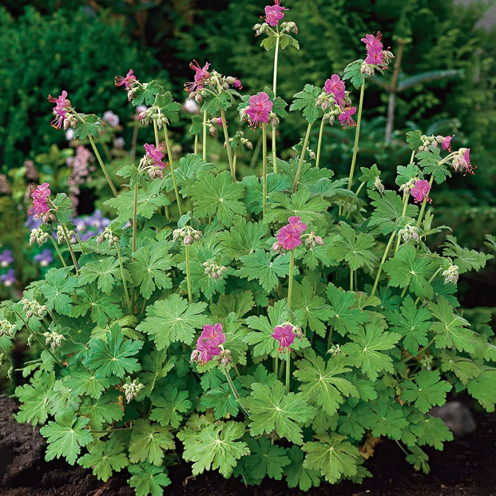 Planta Omnia Garden Flocknäva