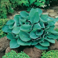 Planta Omnia Garden Funkia Big Daddy