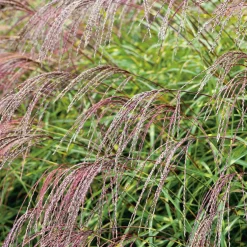 Planta Omnia Garden Glansmiskantus Little Zebra