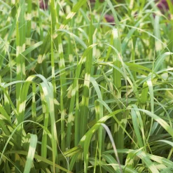 Planta Omnia Garden Glansmiskantus Little Zebra
