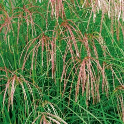 Planta Omnia Garden Glansmiskantus Flamingo