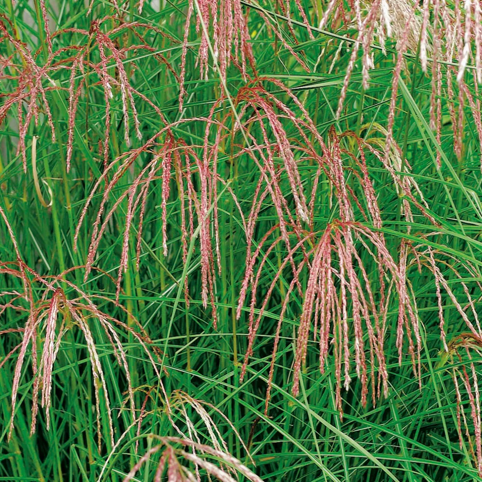 Planta Omnia Garden Glansmiskantus Flamingo