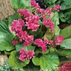 Planta Omnia Garden Hjärtbergenia Rotblum