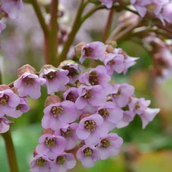 Planta Omnia Garden Hjärtbergenia Möja