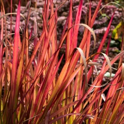 Planta Omnia Garden Japanskt blodgräs