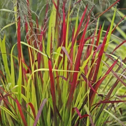 Planta Omnia Garden Japanskt blodgräs