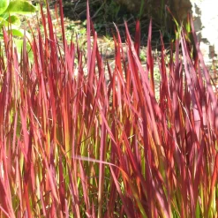 Planta Omnia Garden Japanskt blodgräs