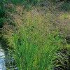 Planta Omnia Garden Jungfruhirs Squaw10-pack