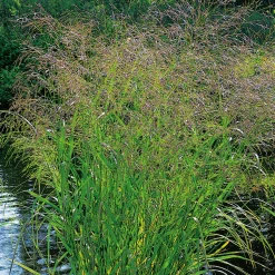 Planta Omnia Garden Jungfruhirs Squaw10-pack