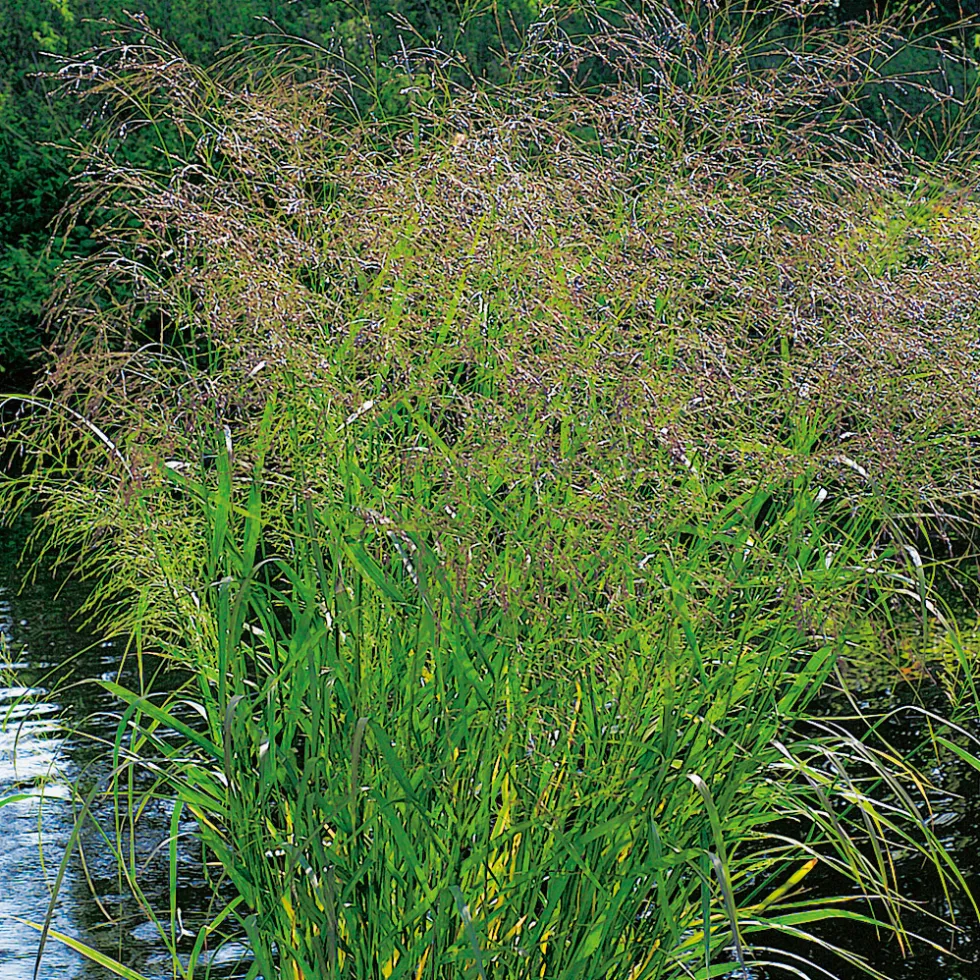Planta Omnia Garden Jungfruhirs Squaw10-pack