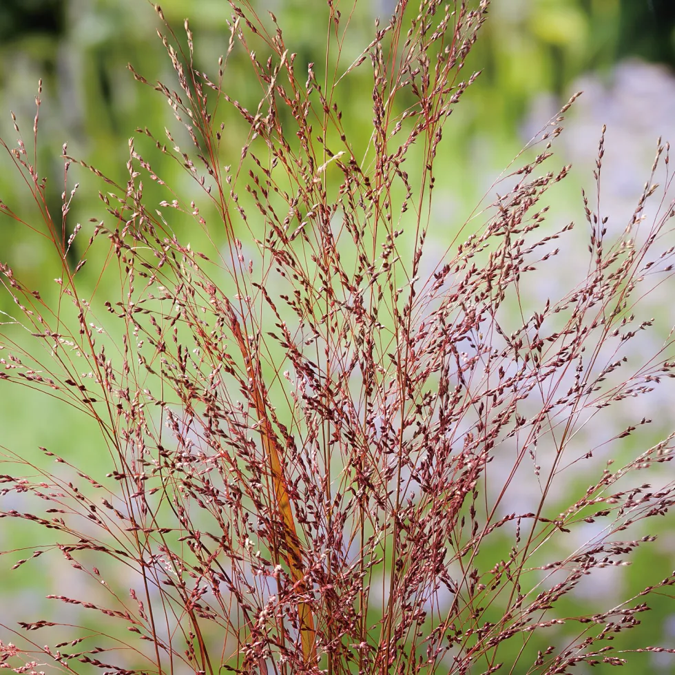 Planta Omnia Garden Jungfruhirs Squaw10-pack