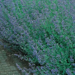 Planta Omnia Garden Kantnepeta Six Hills Giant