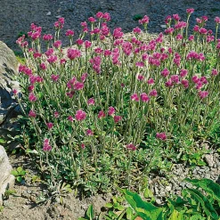 Planta Omnia Garden Kattfot Rubra