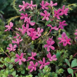 Planta Omnia Garden Krypflox Home Fires