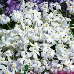 Planta Omnia Garden Krypflox Alba