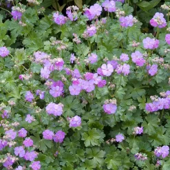 Planta Omnia Garden Liten Flocknäva Karmina