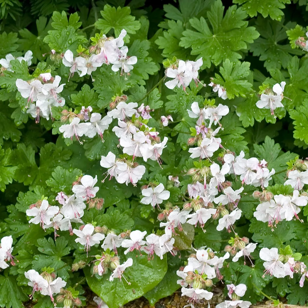 Planta Omnia Garden Liten Flocknäva Biokovo
