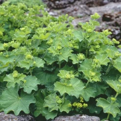 Planta Omnia Garden Liten praktdaggkåpa