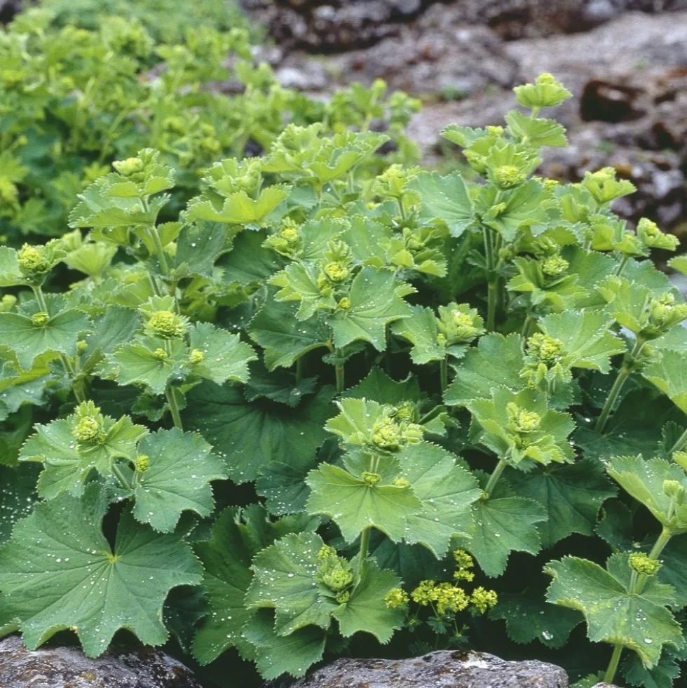 Planta Omnia Garden Liten praktdaggkåpa