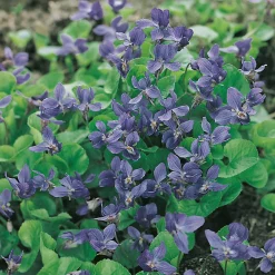 Planta Omnia Garden Luktviol Königin Charlotte
