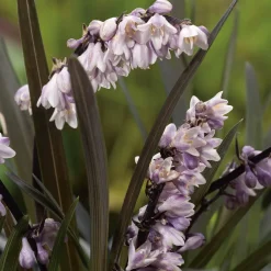 Planta Omnia Garden Mörkt ormskägg Niger