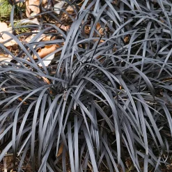 Planta Omnia Garden Mörkt ormskägg Niger