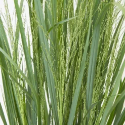 Planta Omnia Garden Prydnadshirs Northwind