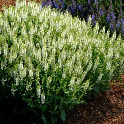 Planta Omnia Garden Stäppsalvia Schneehügel