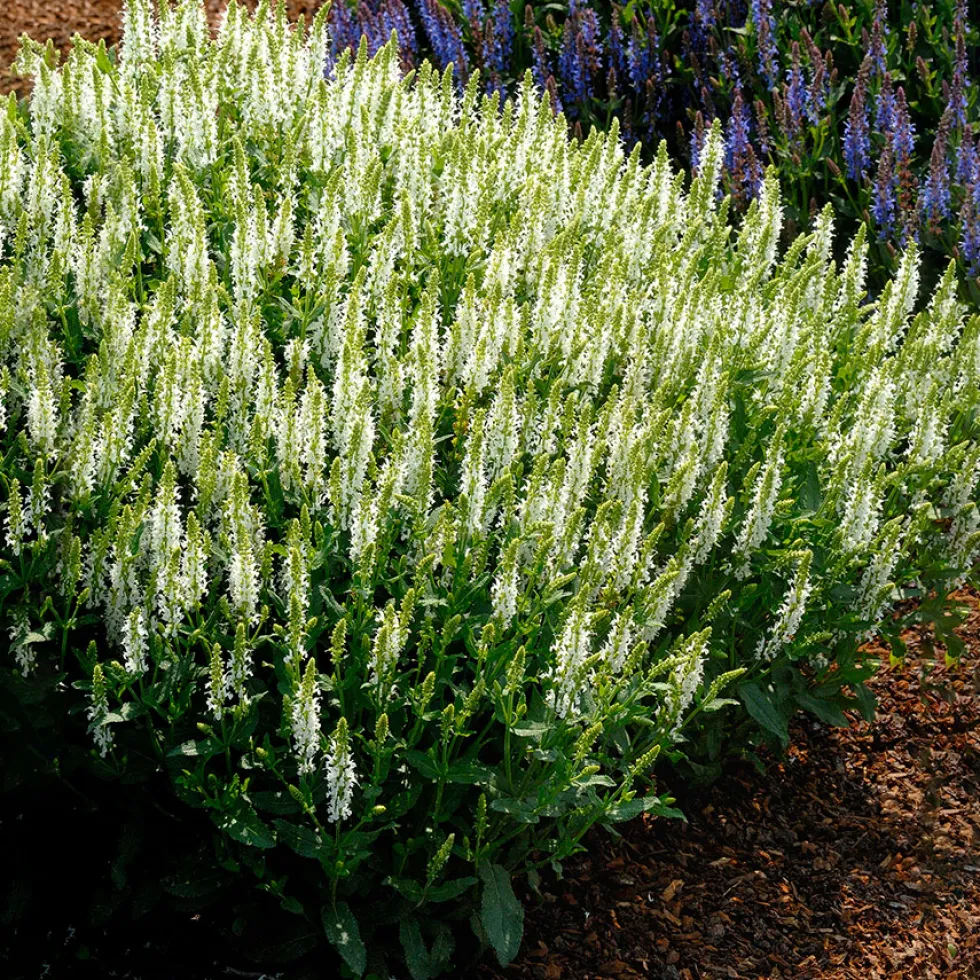 Planta Omnia Garden Stäppsalvia Schneehügel