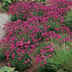Planta Omnia Garden Strandtrift Dusseldorfer Stolz