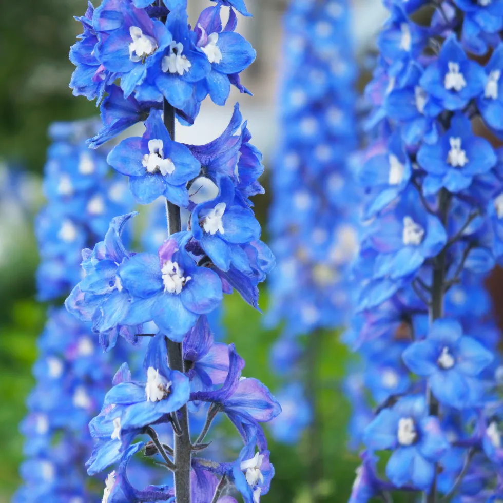 Planta Omnia Garden Trädgårdsriddarsporre Blue Bird
