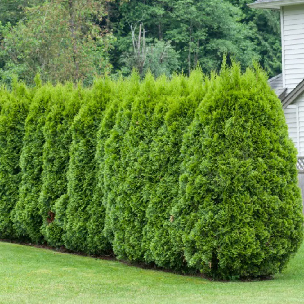 Planta Pelar/Häcktuja Omnia Garden 50-80 cm