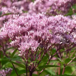 Planta Perenn Omnia Garden Fläckflockel Purple Bush Rosenflockel