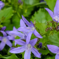 Planta Stjärnklocka Omnia Garden Stella