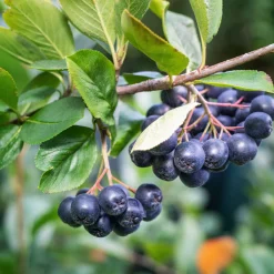 Planta Svartaronia Omnia Garden Aronia mel Hugin 20-40cm